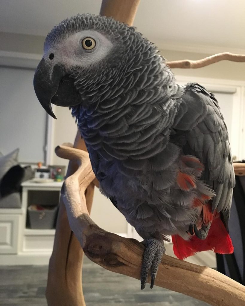 how to sell an african gray parrot